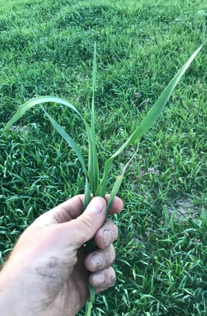 Company owner Josh, holding a blade of grass in a field.