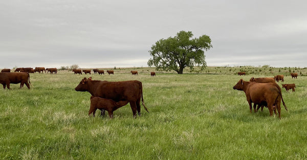 A herd of red-brown cattle in a green field with a gray sky.
