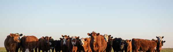 A herd of red-brown cattle against a blue sky.