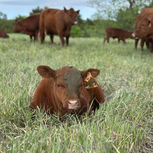 Young South Poll calf lying in pasture with poop on its forehead and ear tag showing, exemplifying regenerative ranching at Kunert Cattle Company in Southeast Nebraska.
