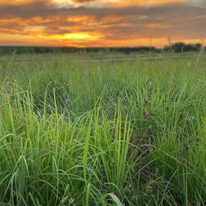 an evening sunset at Kunert Cattle Company overlooking a pasture filled with warm season prairie grass and clover